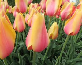 Tulipán 'Blushing Beauty'