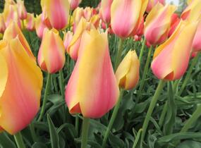 Tulipán 'Blushing Beauty' - Tulipa 'Blushing Beauty'