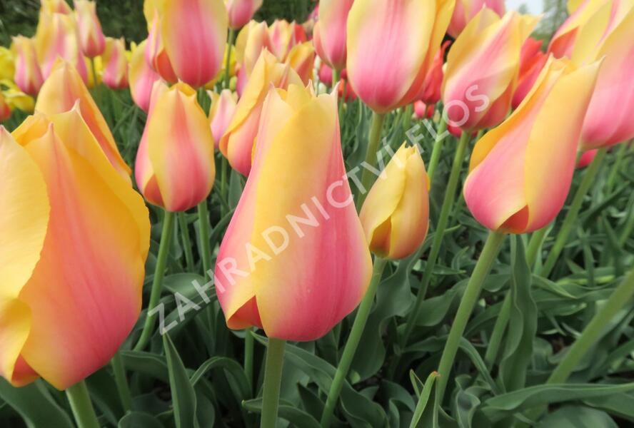 Tulipán 'Blushing Beauty' - Tulipa 'Blushing Beauty'