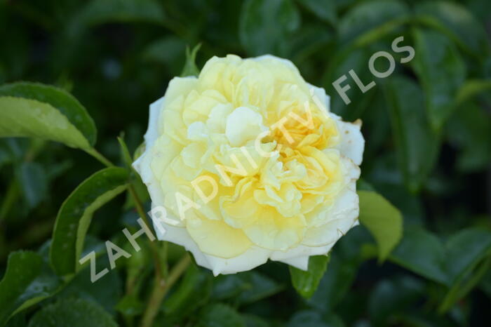 Růže mnohokvětá Kordes 'Solero' - Rosa MK 'Solero'