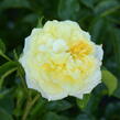 Růže mnohokvětá Kordes 'Solero' - Rosa MK 'Solero'