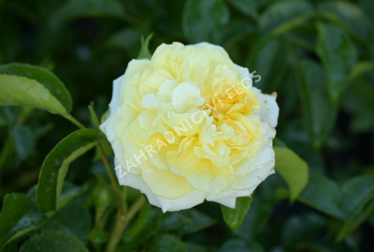 Růže mnohokvětá Kordes 'Solero' - Rosa MK 'Solero'