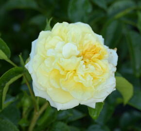 Růže mnohokvětá Kordes 'Solero' - Rosa MK 'Solero'