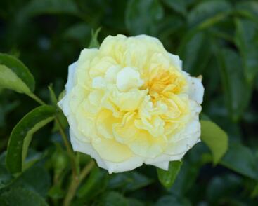 Růže mnohokvětá Kordes 'Solero'