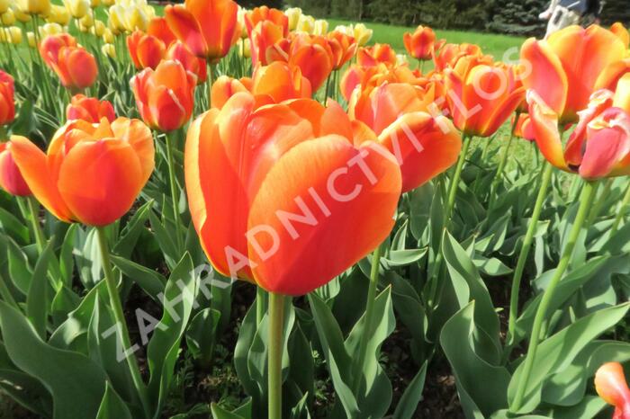 Tulipán Darwin hybrid 'Apeldoorn Elite' - Tulipa Darwin hybrid 'Apeldoorn's Elite'