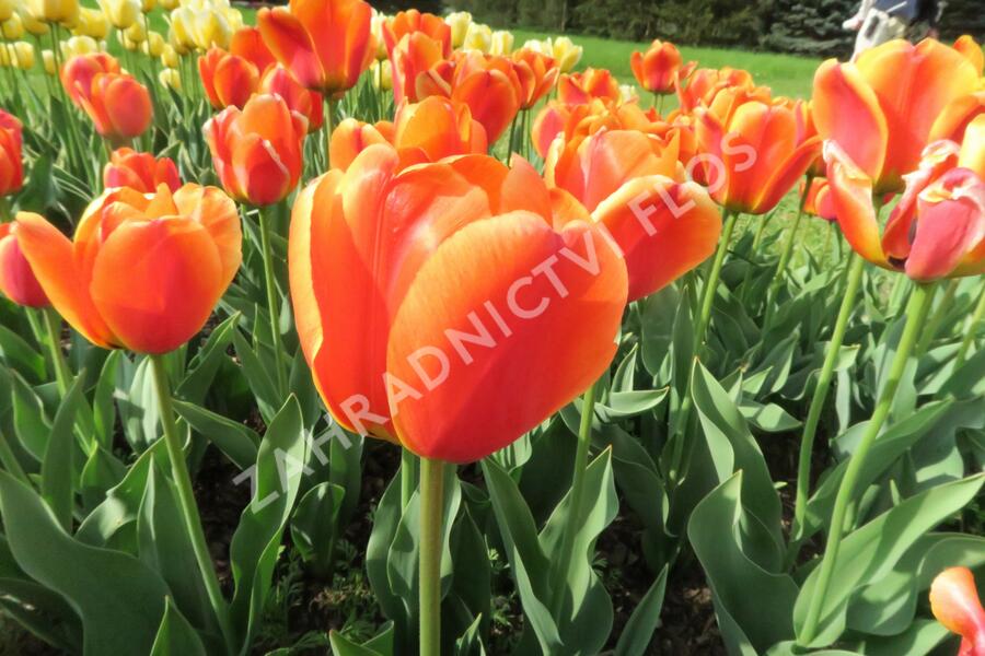 Tulipán Darwin hybrid 'Apeldoorn Elite' - Tulipa Darwin hybrid 'Apeldoorn's Elite'