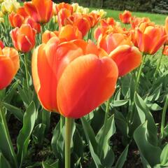 Tulipán Darwin hybrid 'Apeldoorn Elite' - Tulipa Darwin hybrid 'Apeldoorn's Elite'