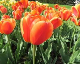 Tulipán Darwin hybrid 'Apeldoorn Elite'