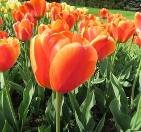 Tulipán Darwin hybrid 'Apeldoorn Elite' - Tulipa Darwin hybrid 'Apeldoorn's Elite'