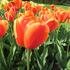 tulipan-darwin-hybrid-apeldoorn-elite.jpg