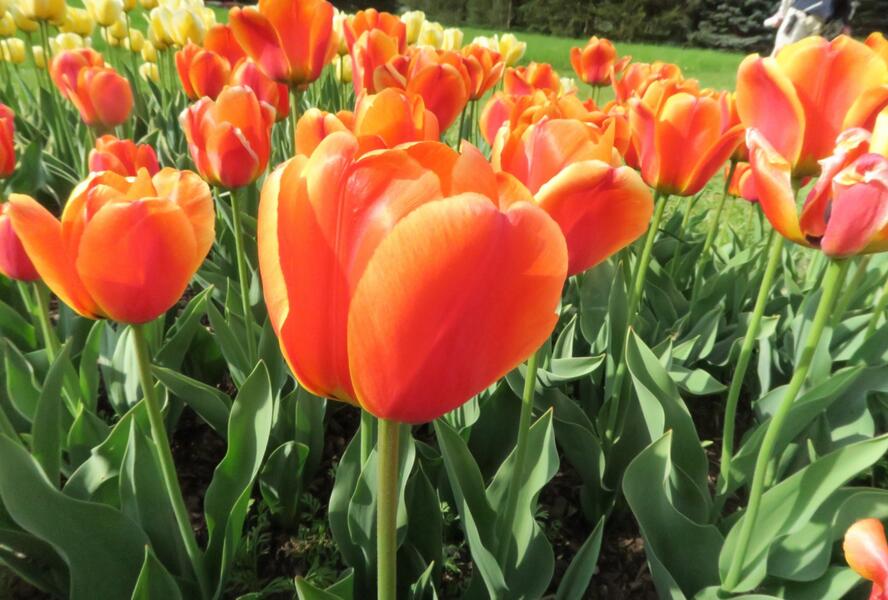 Tulipán Darwin hybrid 'Apeldoorn Elite' - Tulipa Darwin hybrid 'Apeldoorn's Elite'