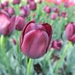 Tulipán pozdní 'Queen of Night' - Tulipa Single Late 'Queen of Night'