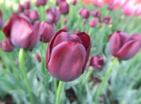 Tulipán jednoduchý pozdní 'Queen of Night' - Tulipa Single Late 'Queen of Night'