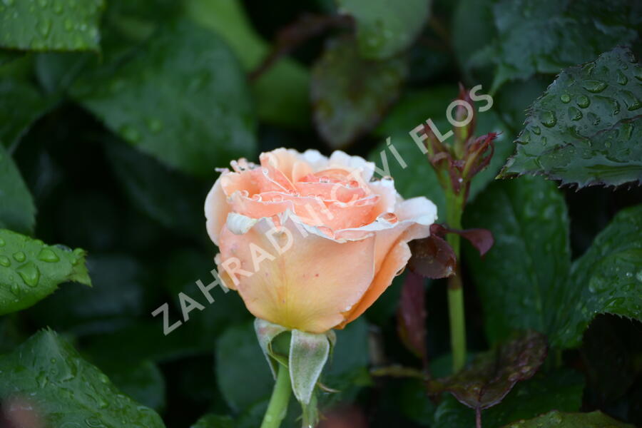 Růže velkokvětá 'Clodagh McGredy' - Rosa VK 'Clodagh McGredy'