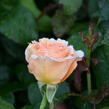 Růže velkokvětá 'Clodagh McGredy' - Rosa VK 'Clodagh McGredy'