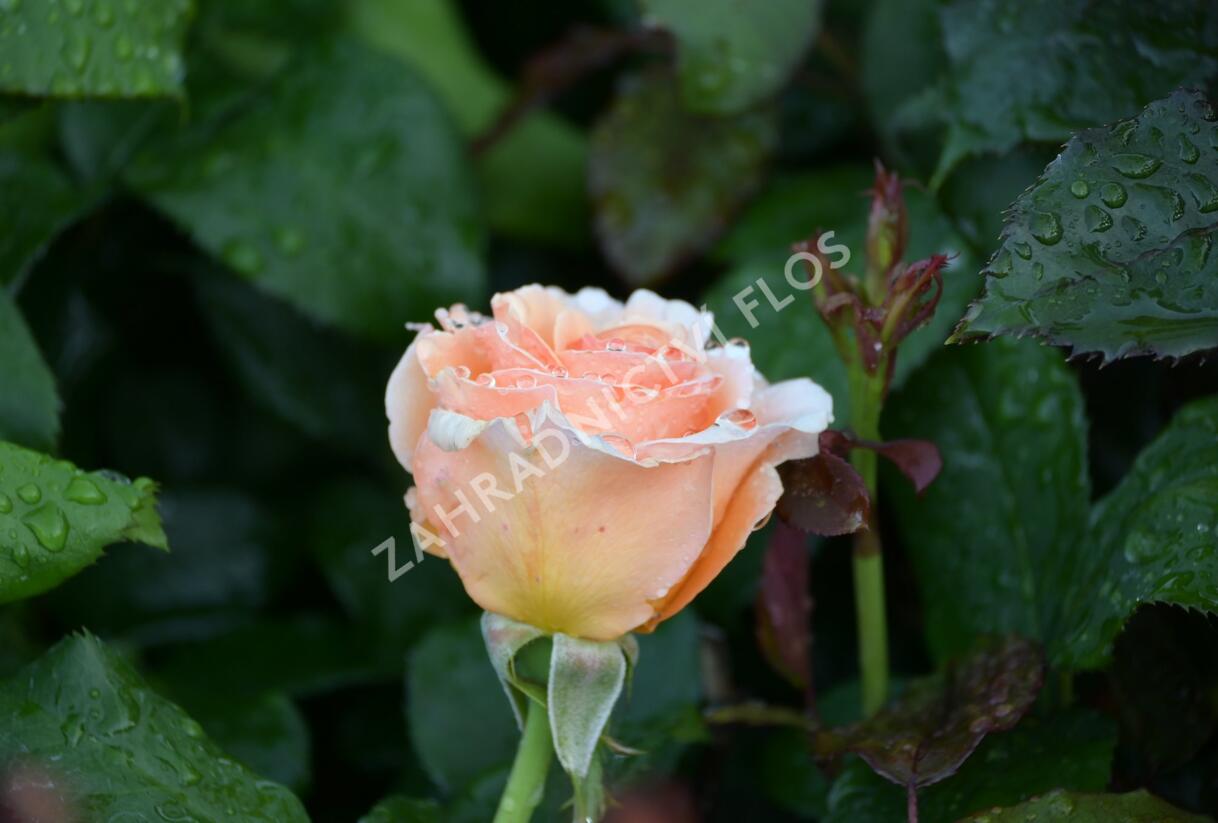 Růže velkokvětá 'Clodagh McGredy' - Rosa VK 'Clodagh McGredy'