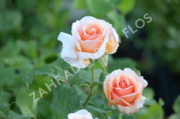 Růže velkokvětá 'Clodagh McGredy' - Rosa VK 'Clodagh McGredy'