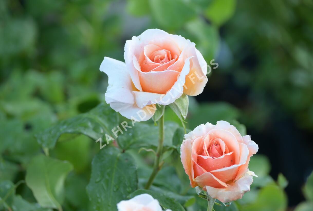 Růže velkokvětá 'Clodagh McGredy' - Rosa VK 'Clodagh McGredy'