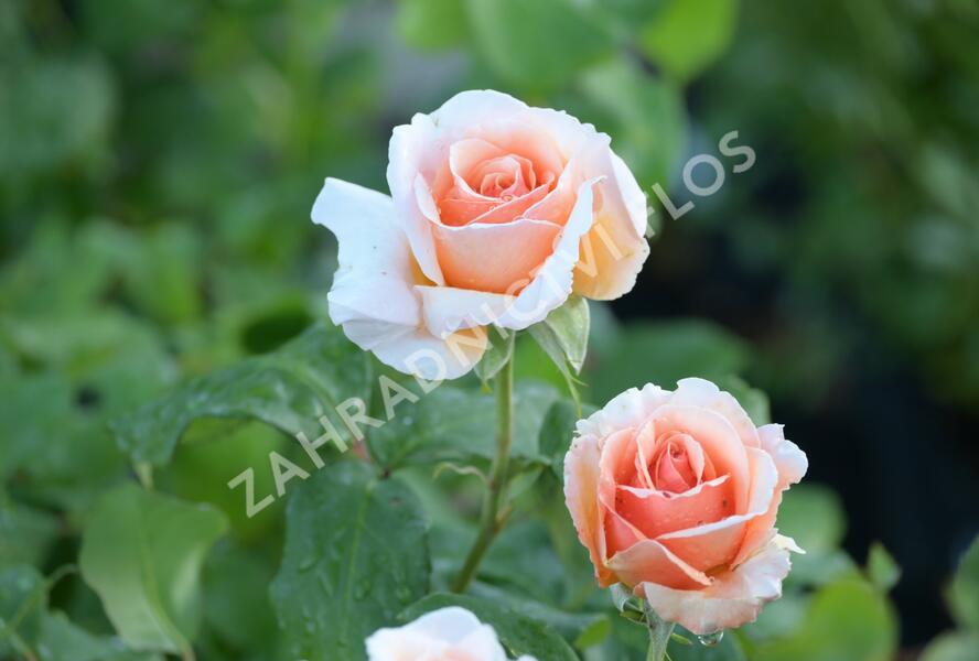 Růže velkokvětá 'Clodagh McGredy' - Rosa VK 'Clodagh McGredy'