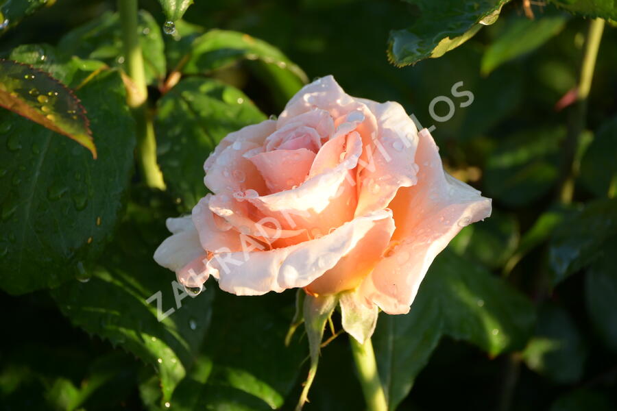 Růže velkokvětá 'Clodagh McGredy' - Rosa VK 'Clodagh McGredy'