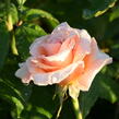 Růže velkokvětá 'Clodagh McGredy' - Rosa VK 'Clodagh McGredy'