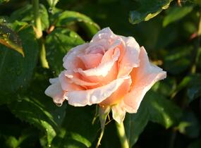 Růže velkokvětá 'Clodagh McGredy' - Rosa VK 'Clodagh McGredy'