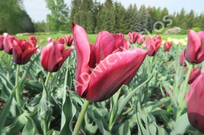 Tulipán Triumph 'Slawa' - Tulipa Triumph 'Slawa'