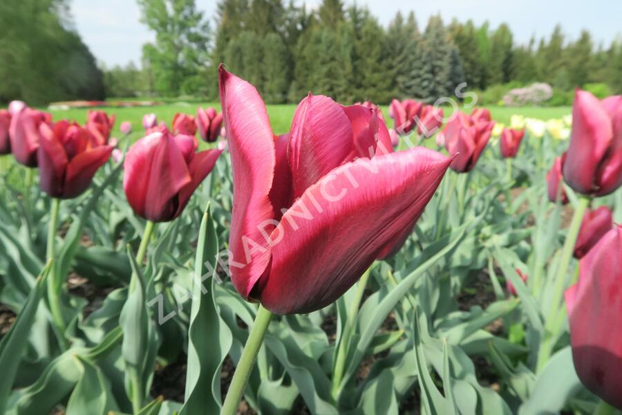 Tulipán Triumph 'Slawa' - Tulipa Triumph 'Slawa'