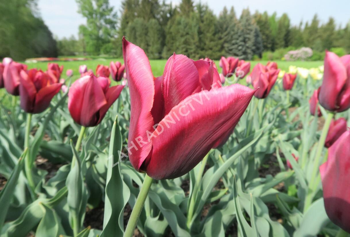 Tulipán Triumph 'Slawa' - Tulipa Triumph 'Slawa'