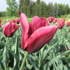 Tulipán Triumph 'Slawa' - Tulipa Triumph 'Slawa'