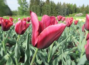 Tulipán Triumph 'Slawa' - Tulipa Triumph 'Slawa'