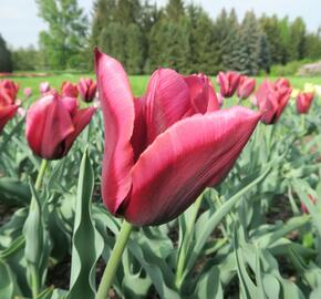 Tulipán Triumph 'Slawa' - Tulipa Triumph 'Slawa'