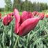 tulipan-triumph-slawa.jpg