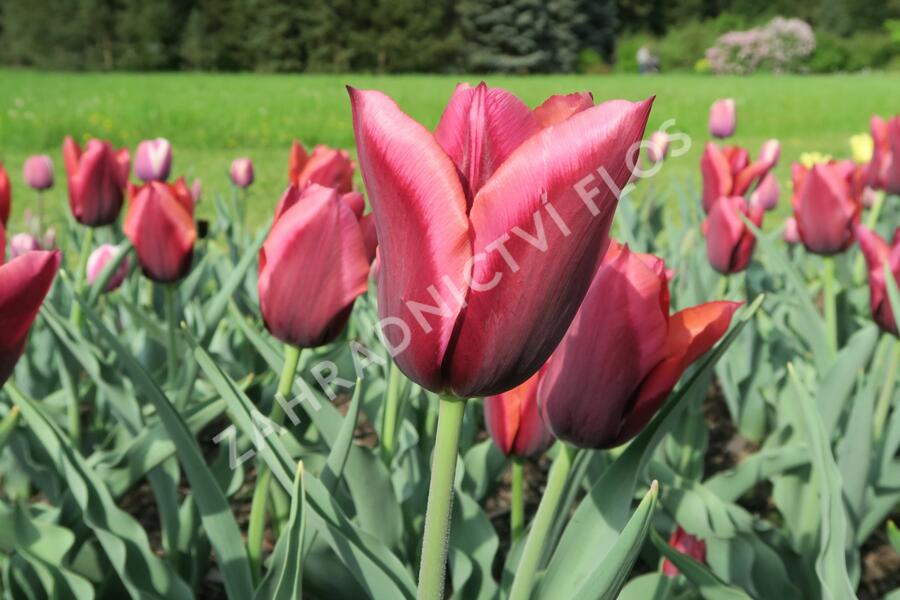 Tulipán Triumph 'Slawa' - Tulipa Triumph 'Slawa'