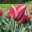 Tulipán Triumph 'Slawa' - Tulipa Triumph 'Slawa'