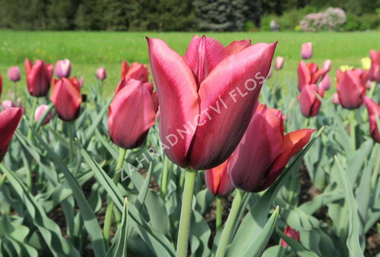 Tulipán Triumph 'Slawa' - Tulipa Triumph 'Slawa'