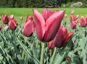 Tulipán Triumph 'Slawa' - Tulipa Triumph 'Slawa'