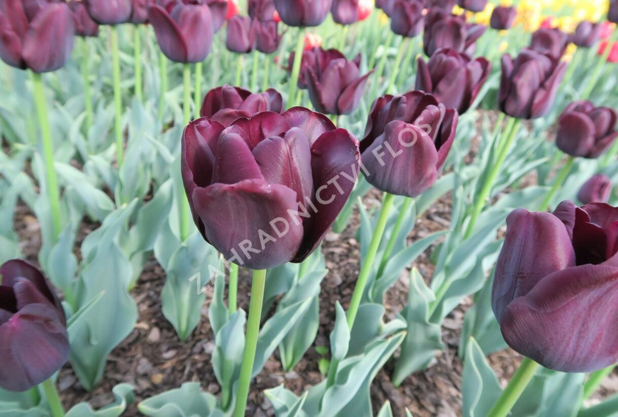 Tulipán Triumph 'Paul Scherer' - Tulipa Triumph 'Paul Scherer'