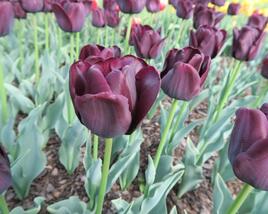 Tulipán Triumph 'Paul Scherer'