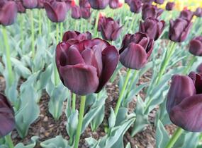 Tulipán Triumph 'Paul Scherer' - Tulipa Triumph 'Paul Scherer'