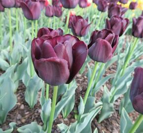 Tulipán Triumph 'Paul Scherer' - Tulipa Triumph 'Paul Scherer'