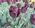 Tulipán Triumph 'Paul Scherer'
