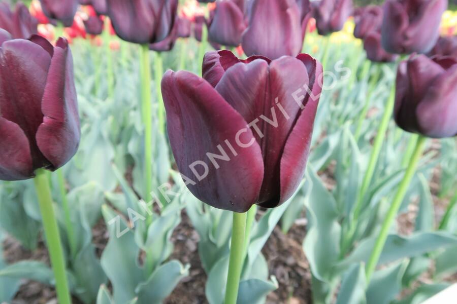 Tulipán Triumph 'Paul Scherer' - Tulipa Triumph 'Paul Scherer'