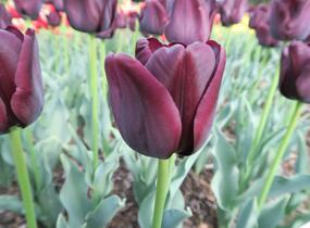 Tulipán Triumph 'Paul Scherer' - Tulipa Triumph 'Paul Scherer'