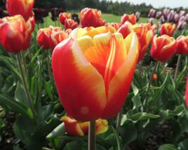 Tulipán Triumph 'Dow Jones'