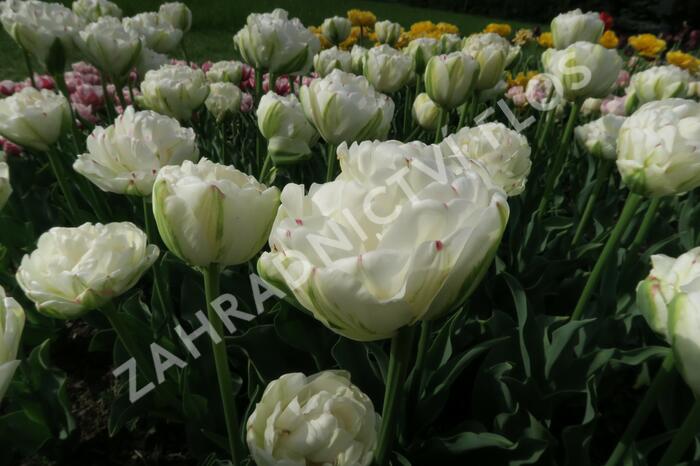 Tulipán plnokvětý pozdní 'Danceline'® - Tulipa Double Late 'Danceline'®