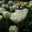 Tulipán plnokvětý pozdní 'Danceline'® - Tulipa Double Late 'Danceline'®