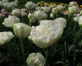 Tulipán plnokvětý pozdní 'Danceline'®