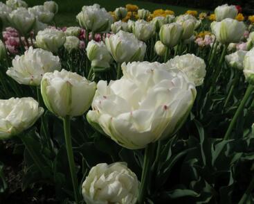 Tulipán plnokvětý pozdní 'Danceline'®