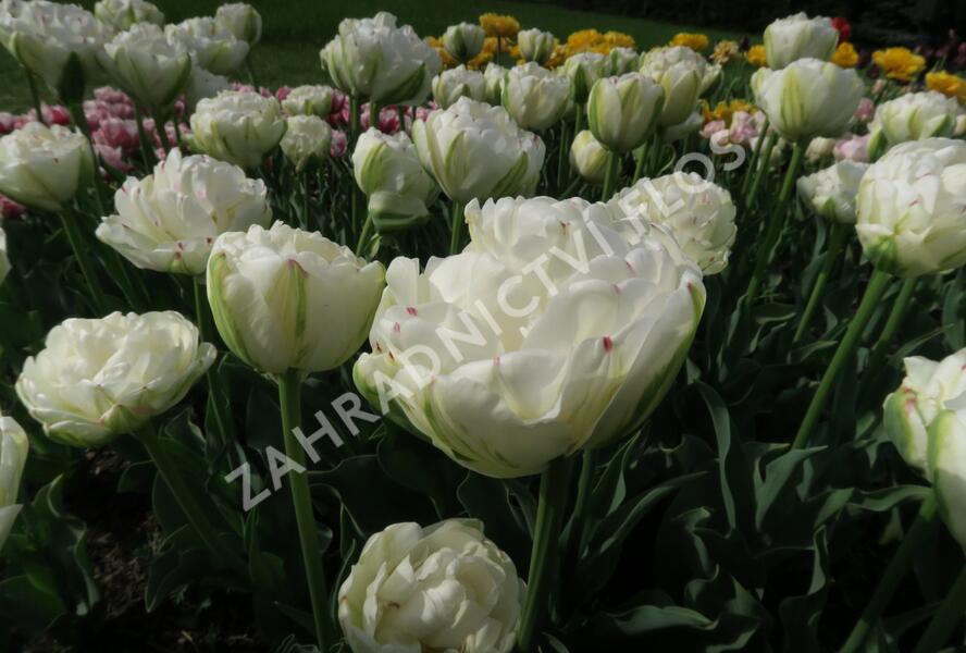 Tulipán plnokvětý pozdní 'Danceline'® - Tulipa Double Late 'Danceline'®
